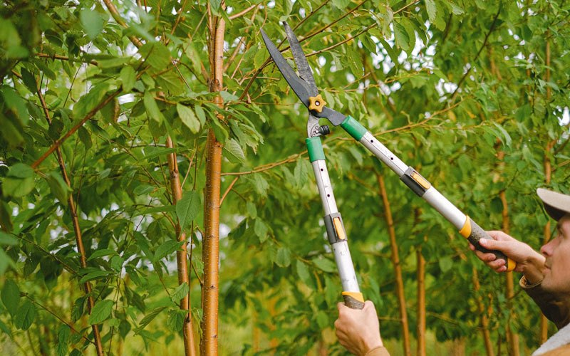 Tree trimming in Blair, OK