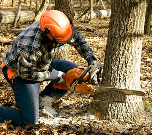 Tree Removal in Blair, OK